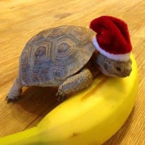 Meet your Posher, Bananna